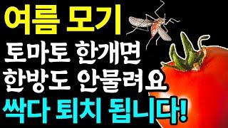 모기! 토마토 하나면 얼씬도 못합니다! 간단한 천연 모기퇴치제로 올 여름 살충제 없이 모기 걱정 끝!