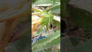 Dragon fruit growing up at home garden  #shorts #dragon