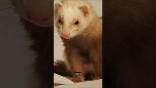 Understanding Ferret Behavior #shorts #pets #ferret #understanding #behaviour #tips