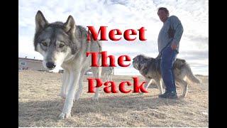 My Wolfdogs & Their Different Personalities And Behaviors How That Works Even In Wild Wolf Packs