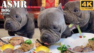 ASMR Dog Eating show | Yummy Eating of my dog #asmr #funny #pets #dog