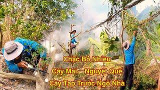 Đốn Sạch Hết Cây Mai Cây Tạp Trước Cửa Nhà Hai Lúa