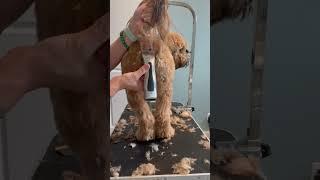 How to trim a dogs hooha & bum | Mabel The Whoodle | Groom at home