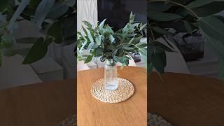 Эвкалипт  Декор для дома      #odindomik #одиндомик