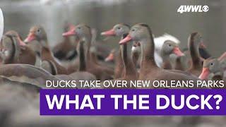 Black-bellied whistling ducks invading N.O. area parks