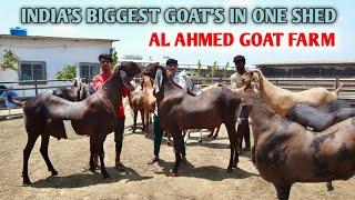 India's Biggest Goat's In One Shed At Al Ahmed Goat Farm Padgha