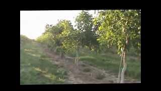 Walk through the Walnut Orchard