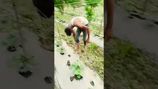 #shortvideo #farming #farmingideas #urbanagriculture #vairal #agriculture #farmerlife #urbangardenin