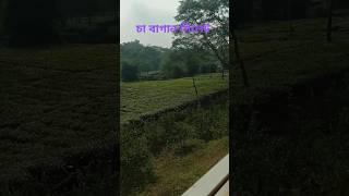 সিলেট চা বাগানসবাই ইউটিউব চ্যানেলটা সাবস্ক্রাইব করুন লাইক শেয়ার কমেন্ট করুন প্লিজ