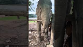 Curious Elephant Trunk Interaction | Up Close Wildlife Moment! #shorts