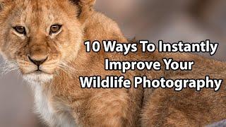 10 Ways To Instantly Improve Your Wildlife Photography