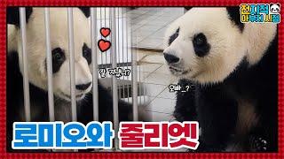 (SUB) Panda Version Of Romeo and Juliet│Panda Family