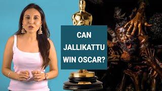 Can Jallikattu win oscar? Jallikattu review in hindi & explained | Indian oscar winning film