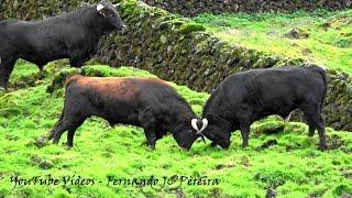 Trabalho Arriscado - Ganadaria JAF - Ilha Terceira, Açores