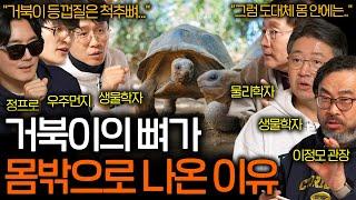 거북이는 왜 껍데기를 갖도록 진화했을까? | 과학을 보다 EP.106