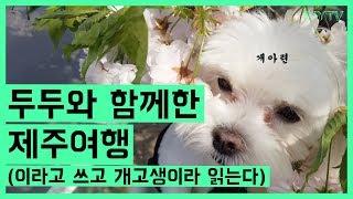 두두와 함께한 제주여행 : IVYTV.09