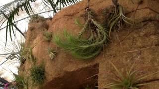 Barry Landau's Tropical Planet - Tillandsia Symphony 1