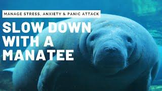 Graceful Manatee Swim Video for Anxiety, Stress, Panic Attack, Depression | Relaxing Music For Study