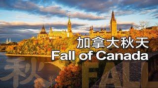 4K Fall of Canada  | Maple Leaf in Algonquin, Ontario |  Quebec and Old Quebec City