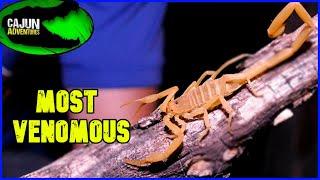 America's Most VENOMOUS Scorpion! - The Arizona Bark Scorpion