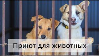 Приют для животных в городе Октябрьский