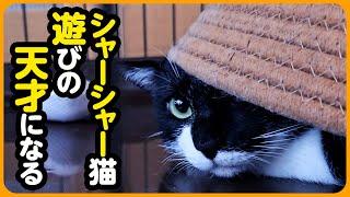 【野良猫 保護】シャーシャー威嚇していた猫が、遊びの天才に...！「ぷーたん」しあわせになろう