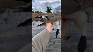 Stud Pintail‍ #shorts #duckhunting #waterfowl #pintail  #ducks #duckhunt #hunting #outdoors #hunt