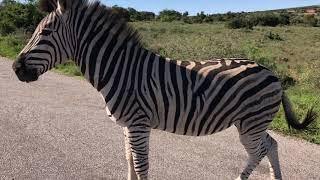 Addo Elephant National Park Zebra encounters