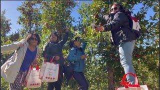 Apple picking/Watson Farm Bowmanville Ontario