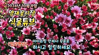 양재꽃시장 식물튜브 24년 10월 8일 입고식물들 시청 하시면서 힐링타임 되시길 바라겠습니다~ #양재꽃시장 #식물튜브 #월동 #관엽 #식물아빠