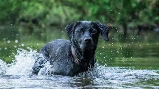 "Wagtails and Waterfalls" River Otter and Otterton Mill  | HD Nature and Wildlife