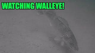 Sight Fishing Walleye and Ice Fishing Underwater Camera!