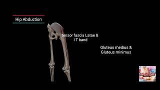 Understanding Hip Joint Movements with Muscle Action