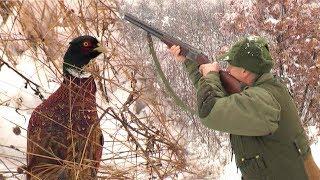 Hunting Serbia - Pheasant hunting | Lov na fazana - Vrčin | Caccia al fagiano