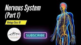 Nervous System (Part 1) || Biology Class 10 #nervoussystem #class10th #biology #biology10th #science