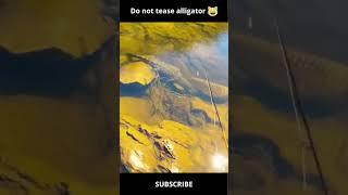 Man teases alligator and it doesn´t go well #shorts