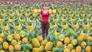 Harvesting Pineapple Goes To Market Sell - Repair The Rotten Bathroom | Phuong Daily Harvesting