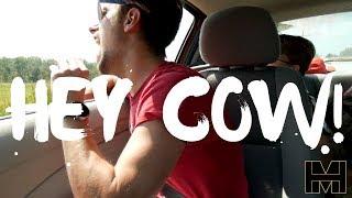 Hey Cow!