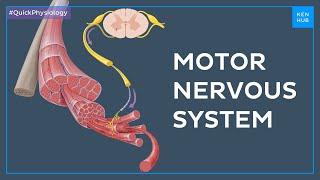 Motor (efferent) nervous system - Quick Physiology | Kenhub