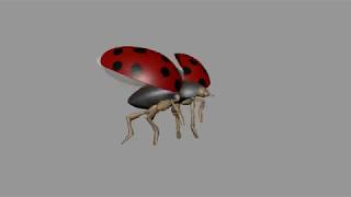 The Wrong Rock | Animation -  LadyBird Fly Cycle Fast