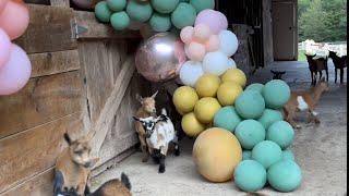 Goat kid bedtime, and a balloon arch!!