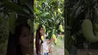 Fresh Fruits Picking From Home Garden #fruit #youtubeshorts #shorts