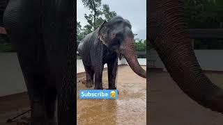 Feeding an Elephant Gentle Giant Enjoys Fresh Fruit #elephant #visitsrilanka