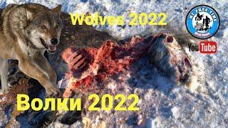 Волки загрызли лошадь! Охота на волка 2022! Hunting Wolves 2022!