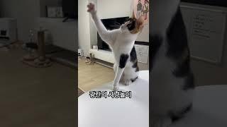 #냥펀치 #대답냥 #냥아치 #고양이 #고양이일상 #벼리 #cat ️