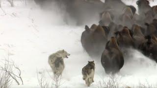 Best Wild Animal Chases | Top 5 | BBC Earth