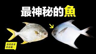 為什麼買不到活著的鯧魚？從家常海鮮，到神秘魚類，為什麼買鯧魚就像買彩票一樣？它們還和食人魚有關？到底誰才是真正的鯧魚？這是一個美味又神秘的故事……|自說自話的總裁