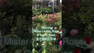 红玫瑰家族名如其花～Welcome 林肯先生Mister Lincoln & Gypsy 吉普赛爱不完的红玫瑰还有经典的Olympiad 和勤花新秀All My Love