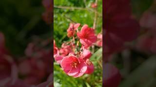 Bahar Dalı Çiçeği//Spring Branch Flower//Bulaklak ng Sangay ng Spring//Japanese Horsewort Flower