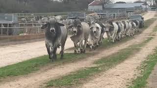 J.D. Hudgins Commercial Brahman Bulls